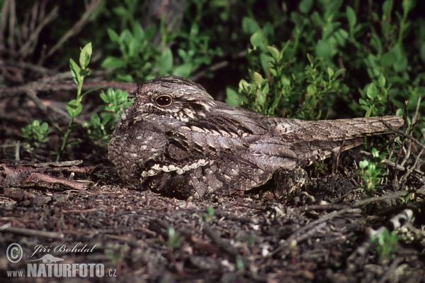 Ziegenmelker (Caprimulgus europaeus)