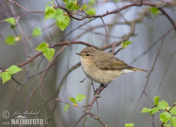 Zilpzalp (Phylloscopus collybita)