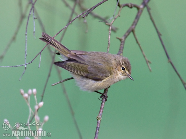 Zilpzalp (Phylloscopus collybita)