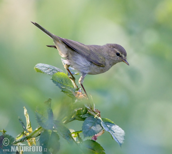 Zilpzalp (Phylloscopus collybita)