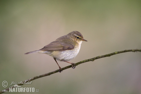 Zilpzalp (Phylloscopus collybita)