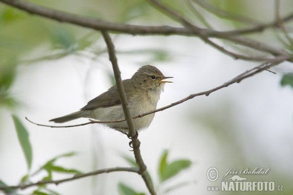 Zilpzalp (Phylloscopus collybita)