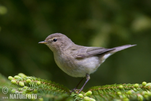 Zilpzalp (Phylloscopus collybita)