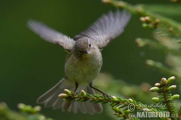 Zilpzalp (Phylloscopus collybita)