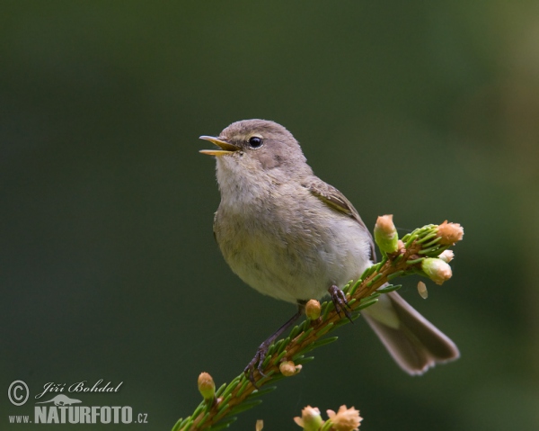 Zilpzalp (Phylloscopus collybita)