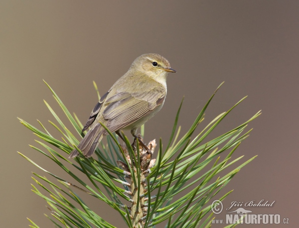 Zilpzalp (Phylloscopus collybita)