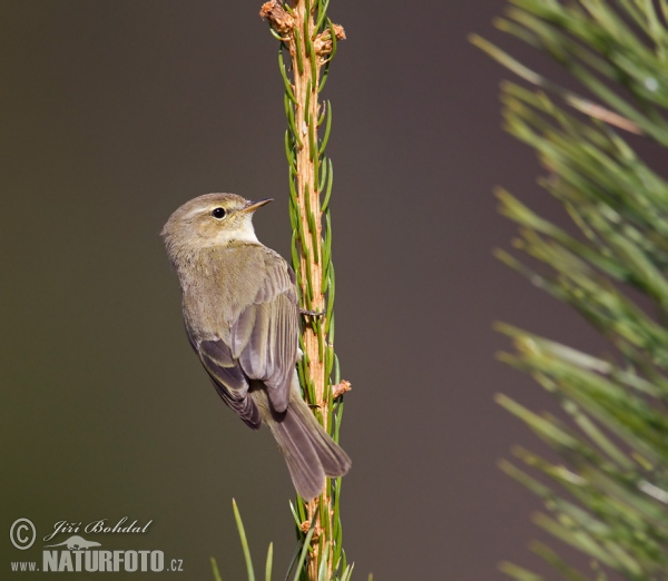 Zilpzalp (Phylloscopus collybita)