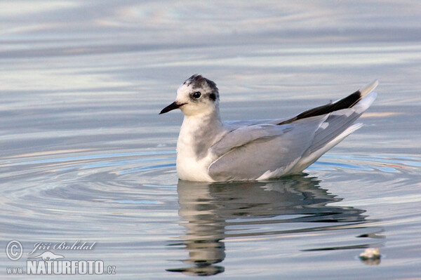 Zwergmöwe (Hydrocoloeus minutus)