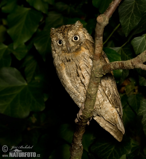 Zwergohreule (Otus scops)