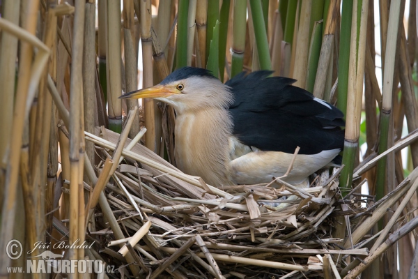 Zwergrohrdommel (Ixobrychus minutus)