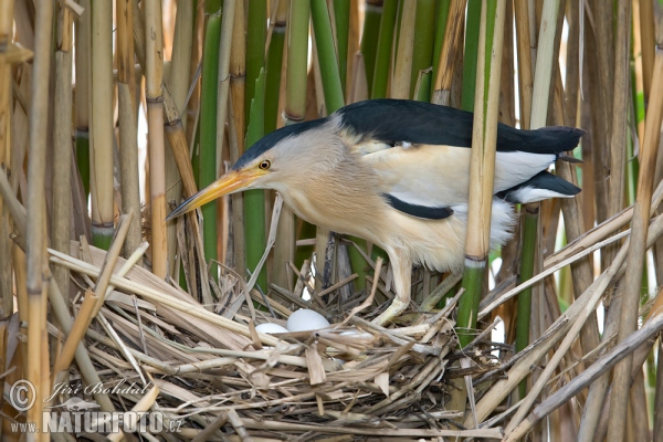 Zwergrohrdommel (Ixobrychus minutus)