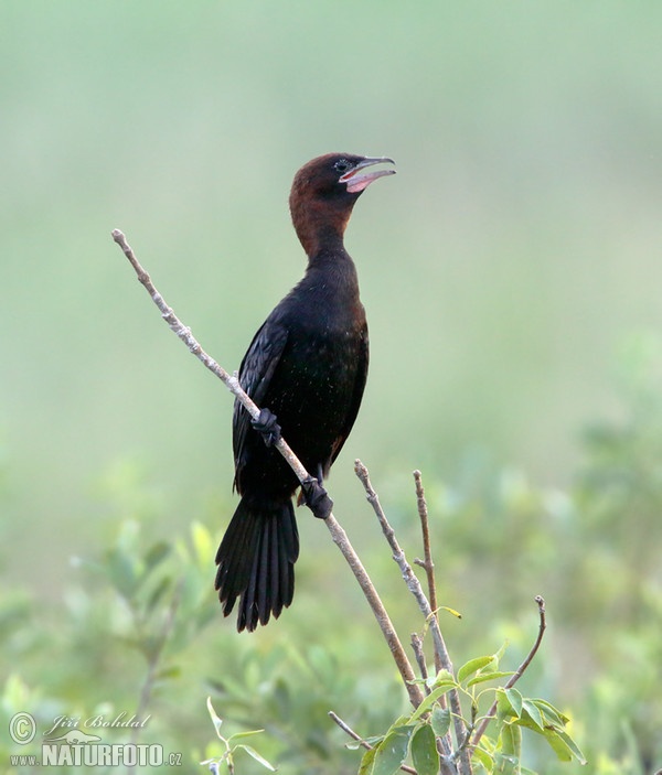 Zwergscharbe (Phalacrocorax pygmaeus)