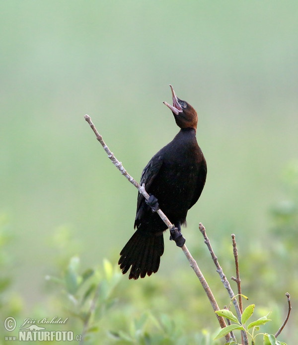 Zwergscharbe (Phalacrocorax pygmaeus)