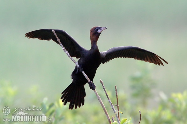 Zwergscharbe (Phalacrocorax pygmaeus)