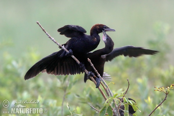 Zwergscharbe (Phalacrocorax pygmaeus)