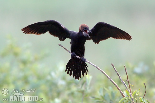 Zwergscharbe (Phalacrocorax pygmaeus)