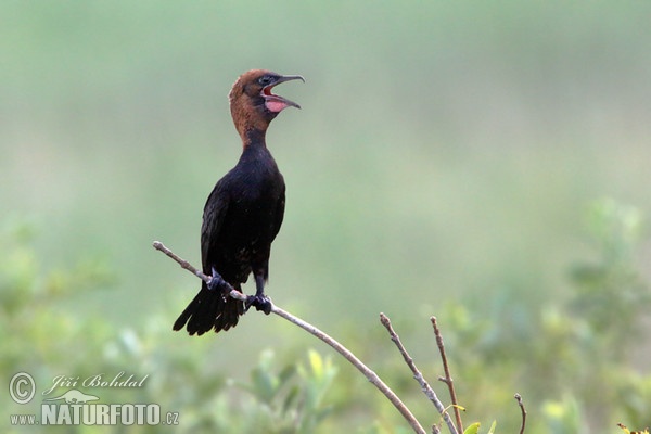 Zwergscharbe (Phalacrocorax pygmaeus)