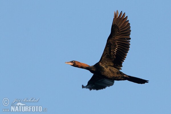 Zwergscharbe (Phalacrocorax pygmaeus)