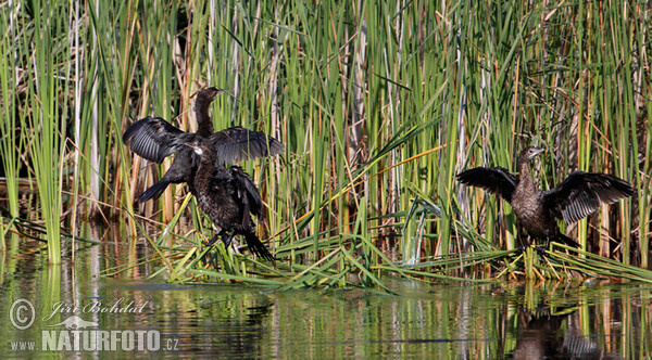 Zwergscharbe (Phalacrocorax pygmaeus)