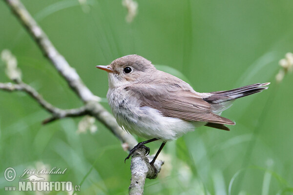 Zwergschnäpper (Ficedula parva)