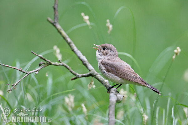 Zwergschnäpper (Ficedula parva)