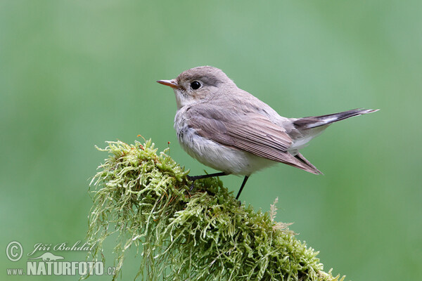 Zwergschnäpper (Ficedula parva)