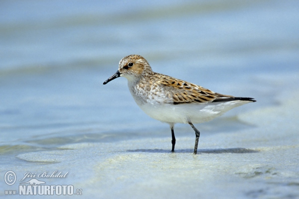 Zwergstrandläufer (Calidris minuta)