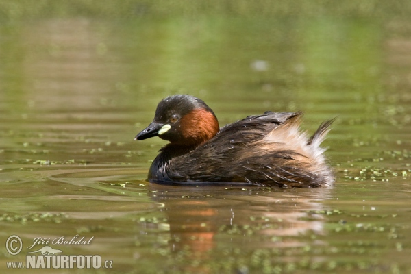 Zwergtaucher (Tachybaptus ruficollis)