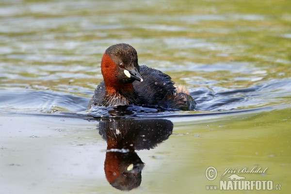 Zwergtaucher (Tachybaptus ruficollis)