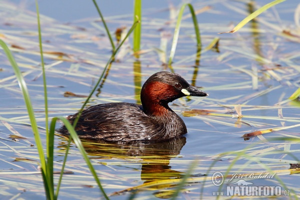 Zwergtaucher (Tachybaptus ruficollis)