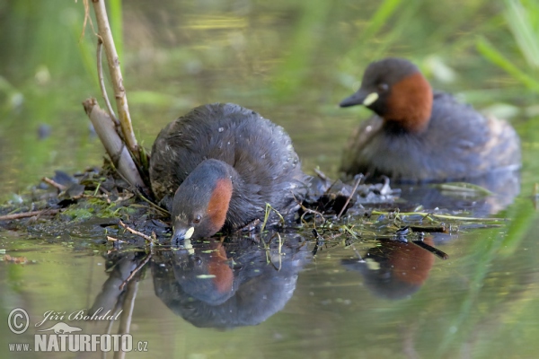 Zwergtaucher (Tachybaptus ruficollis)