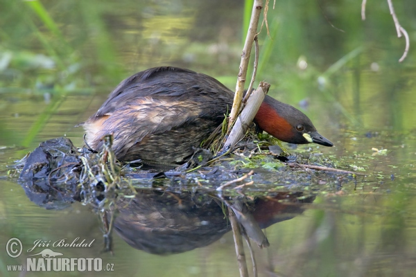 Zwergtaucher (Tachybaptus ruficollis)