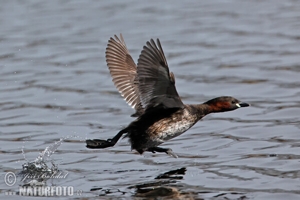 Zwergtaucher (Tachybaptus ruficollis)