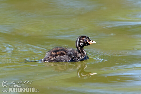 Zwergtaucher (Tachybaptus ruficollis)