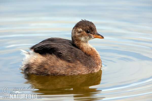 Zwergtaucher (Tachybaptus ruficollis)