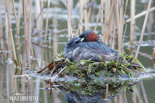 Zwergtaucher (Tachybaptus ruficollis)