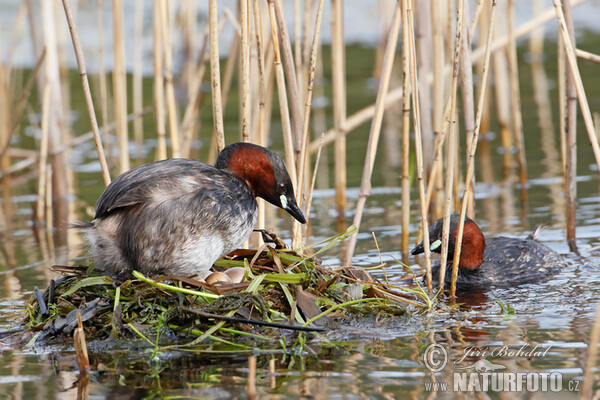 Zwergtaucher (Tachybaptus ruficollis)