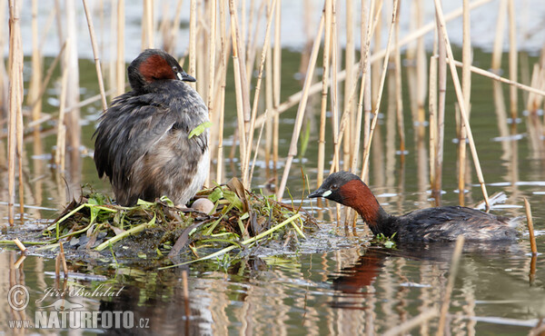 Zwergtaucher (Tachybaptus ruficollis)