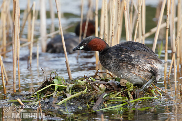 Zwergtaucher (Tachybaptus ruficollis)