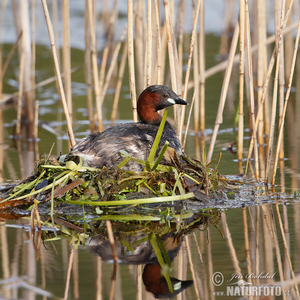 Zwergtaucher (Tachybaptus ruficollis)