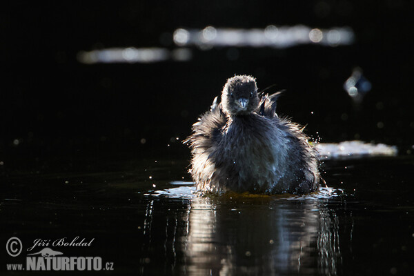 Zwergtaucher (Tachybaptus ruficollis)