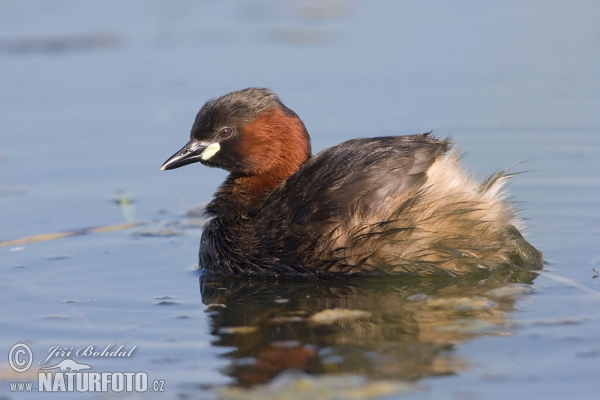 Zwergtaucher (Tachybaptus ruficollis)