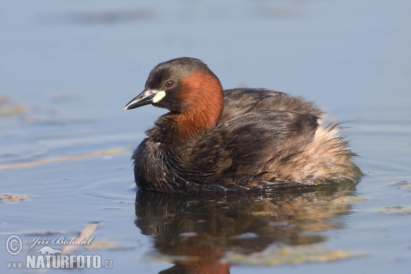 Zwergtaucher (Tachybaptus ruficollis)