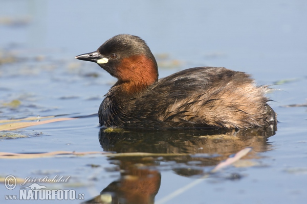 Zwergtaucher (Tachybaptus ruficollis)