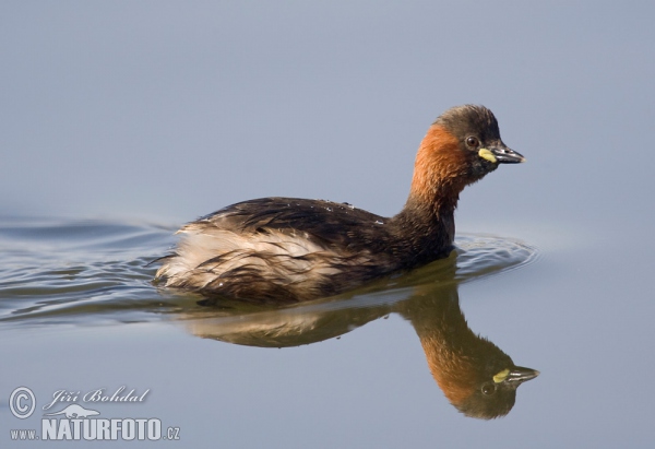 Zwergtaucher (Tachybaptus ruficollis)