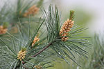 Coniferopsida