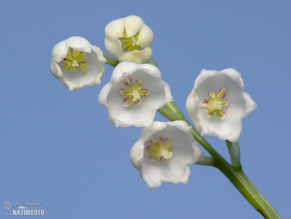 Maiglöckchen Bilder, Maiglöckchen Fotos | NaturFoto