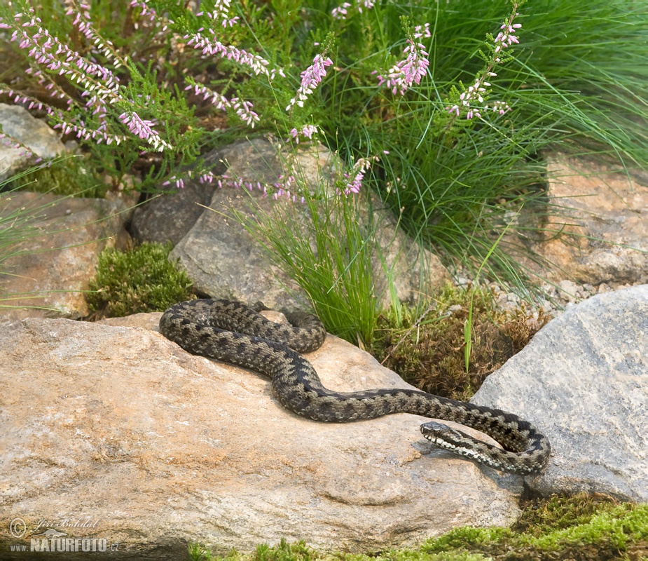 Common Viper Wildlife ImagesCommon Viper (Vipera berus)