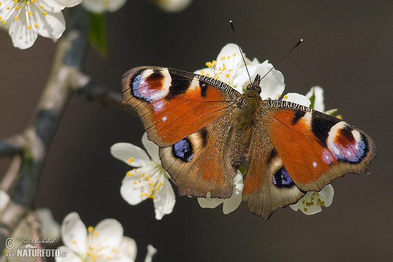 Insekten