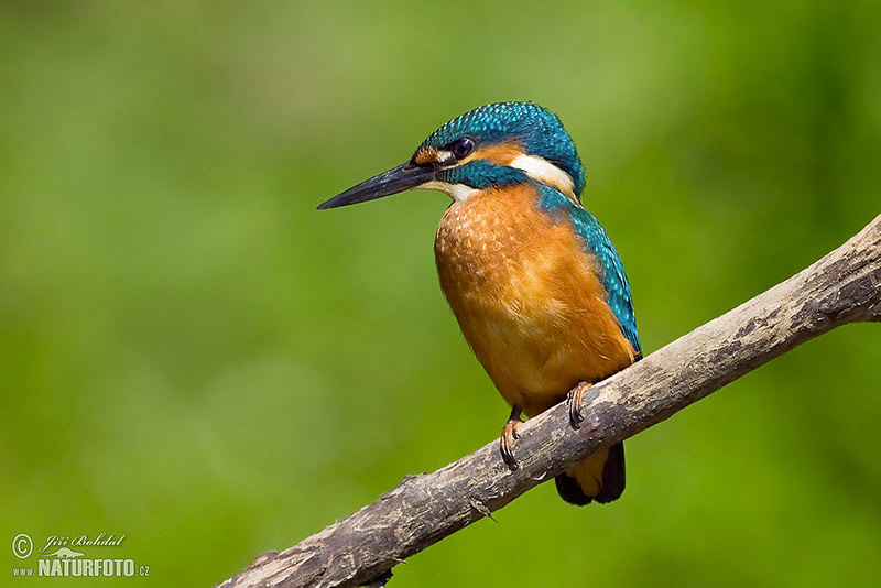 Vögel Vogel